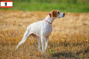 Lees meer over het artikel Engelse Pointer fokkers en pups in Berlijn