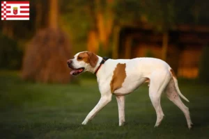 Lees meer over het artikel Engelse Pointer fokkers en pups in Bremen