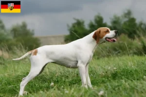 Lees meer over het artikel Engelse Pointer fokkers en pups in Saarland