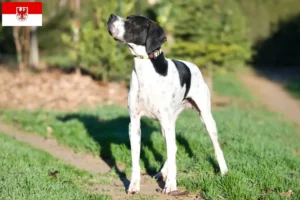 Lees meer over het artikel Engelse Pointer fokkers en pups in Brandenburg