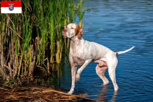 Lees meer over het artikel Engelse Pointer fokkers en pups in Hessen