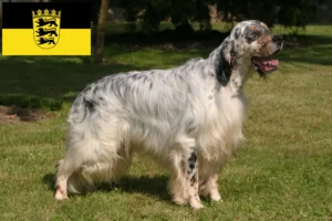 Lees meer over het artikel Engelse Setter fokkers en pups in Baden-Württemberg