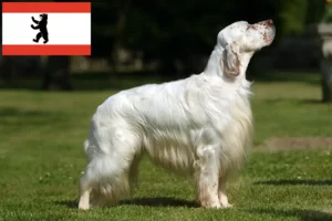 Lees meer over het artikel Engelse Setter fokkers en pups in Berlijn