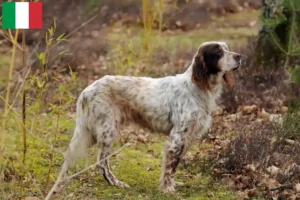 Lees meer over het artikel Engelse Setter fokkers en pups in Italië