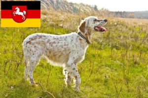 Lees meer over het artikel Engelse Setter fokkers en pups in Nedersaksen