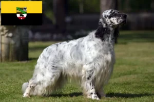 Lees meer over het artikel Engelse Setter fokkers en pups in Saksen-Anhalt