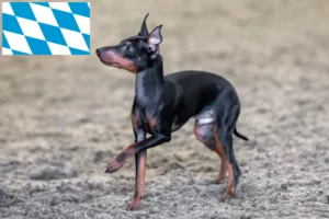 Lees meer over het artikel Engelse Toy Terrier fokkers en pups in Beieren
