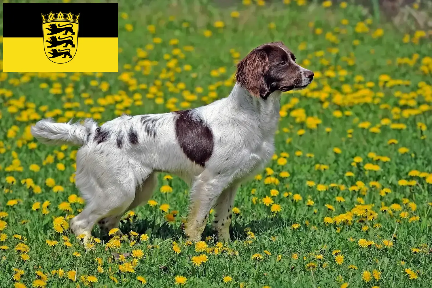 Engelse Springer Spaniel pups en fokkers Baden-Württemberg Hier vind je fokkers van Engelse Springer Spaniels in Baden-Württemberg.