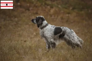 Lees meer over het artikel Engelse Springer Spaniël fokkers en pups in Drenthe