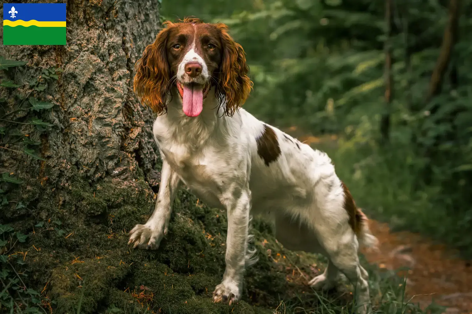 Engelse Springer Spaniel pups en fokker Flevoland Zoek Engelse Springer Spaniels fokkers in Flevoland.