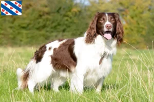 Lees meer over het artikel Engelse Springer Spaniël fokkers en pups in Friesland