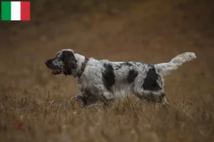 Lees meer over het artikel Engelse Springer Spaniël fokkers en pups in Italië