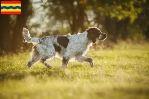 Lees meer over het artikel Engelse Springer Spaniël fokkers en pups in Overijssel