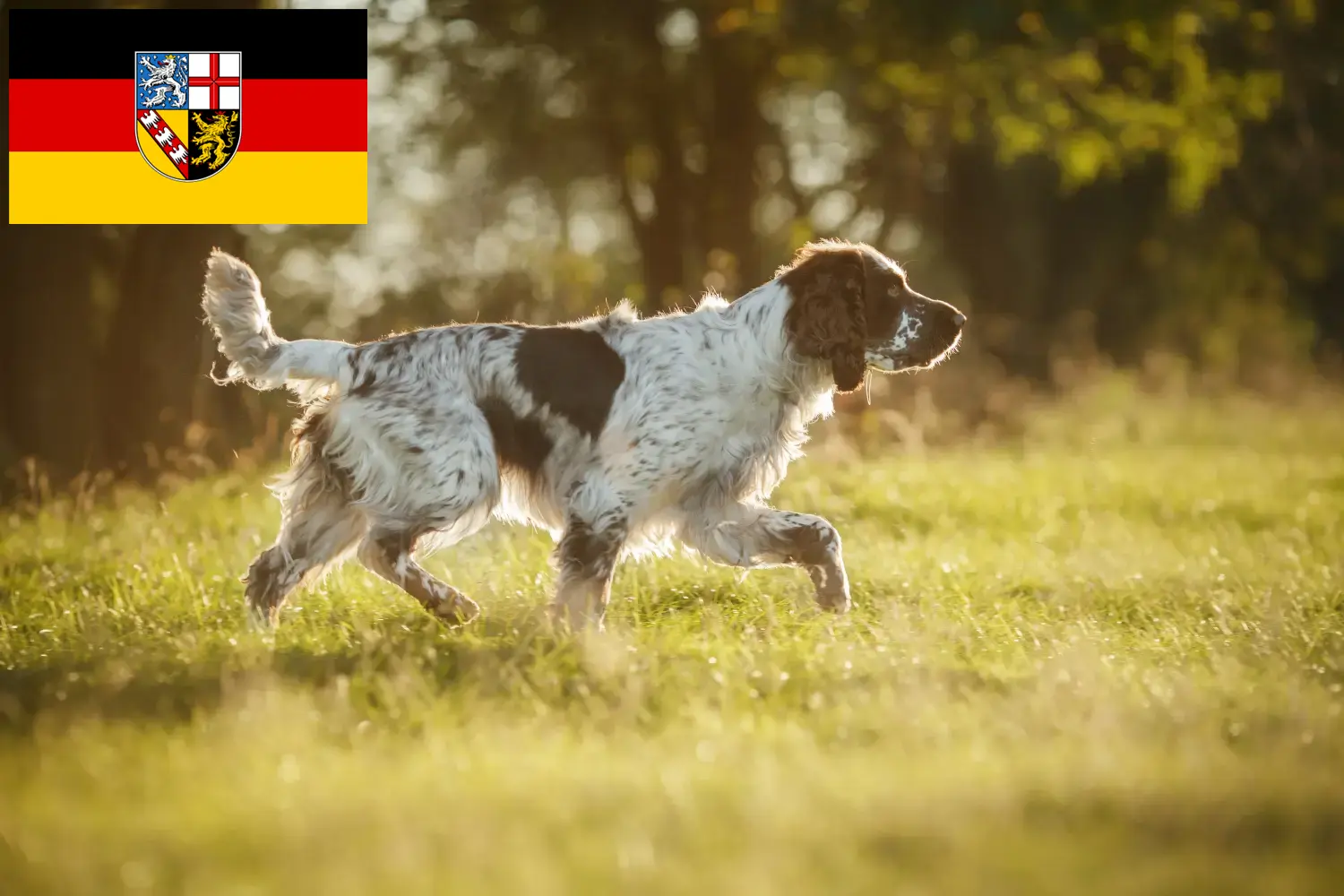 Engelse Springer Spaniel puppies en fokkers Saarland Hier vind je Engelse Springer Spaniels fokkers im Saarland.