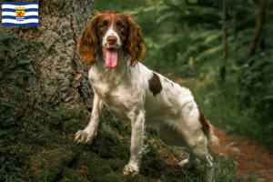 Lees meer over het artikel Engelse Springer Spaniël fokkers en pups in Zeeland