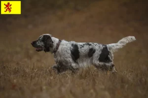 Lees meer over het artikel Engelse Springer Spaniel fokkers en pups in Zuid-Holland