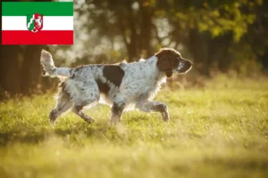 Lees meer over het artikel Engelse Springer Spaniel fokkers en pups in Noordrijn-Westfalen