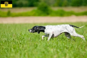 Lees meer over het artikel Engelse Pointer fokkers en pups in Baden-Württemberg