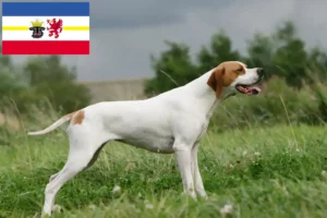 Lees meer over het artikel Engelse Pointer fokkers en pups in Mecklenburg-Vorpommern