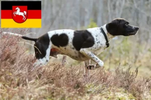 Lees meer over het artikel Engelse Pointer fokkers en pups in Nedersaksen