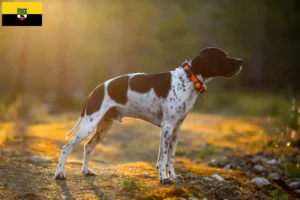 Lees meer over het artikel Engelse Pointer fokkers en pups in Saksen-Anhalt