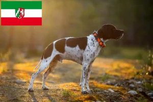 Lees meer over het artikel Engelse Pointer fokkers en pups in Noordrijn-Westfalen