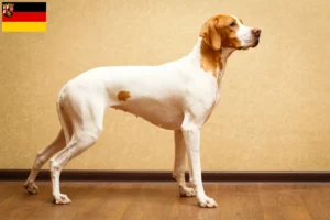 Lees meer over het artikel Engelse Pointer fokkers en pups in Rijnland-Palts
