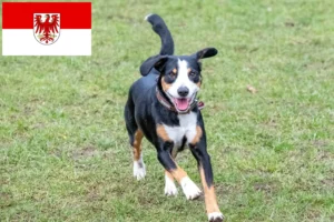Lees meer over het artikel Entlebucher Sennenhondenfokker en Puppies in Brandenburg