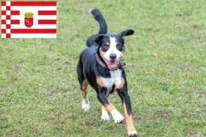 Lees meer over het artikel Entlebucher Sennenhondenfokker en Puppies in Bremen