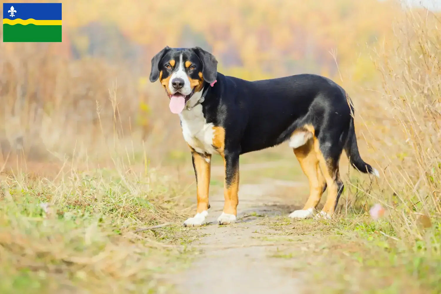 Lees meer over het artikel Entlebuch Sennenhondenfokker en Puppies in Flevoland