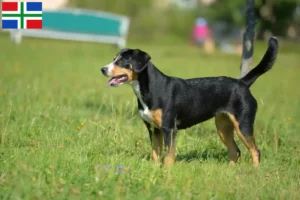 Lees meer over het artikel Entlebucher Sennenhonden fokker en pups in Groningen