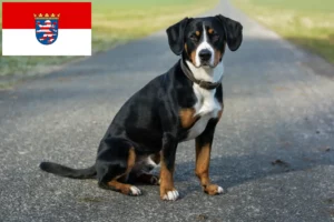 Lees meer over het artikel Entlebucher Sennenhondenfokker en Puppies in Hessen