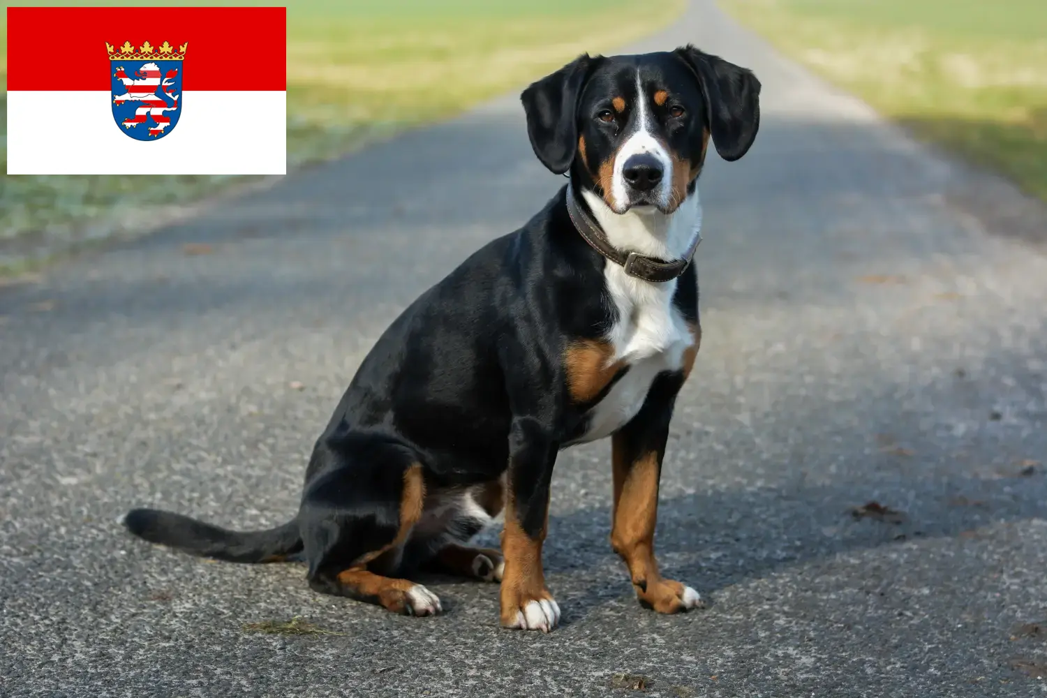Lees meer over het artikel Entlebucher Sennenhondenfokker en Puppies in Hessen