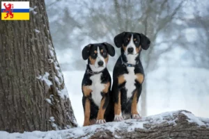 Lees meer over het artikel Entlebuch Sennenhondenfokker en Puppies in Limburg