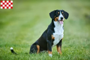 Lees meer over het artikel Entlebuch Sennenhondenfokkers en pups in Noord-Brabant