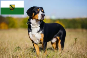 Lees meer over het artikel Entlebucher Sennenhondenfokker en Puppies in Saksen