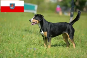 Lees meer over het artikel Entlebucher Sennenhondenfokker en Puppies in Thüringen