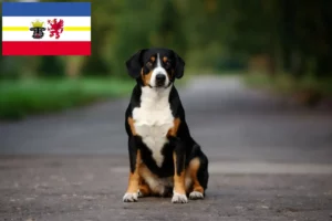 Lees meer over het artikel Entlebucher Sennenhondenfokker en Puppies in Mecklenburg-Vorpommern