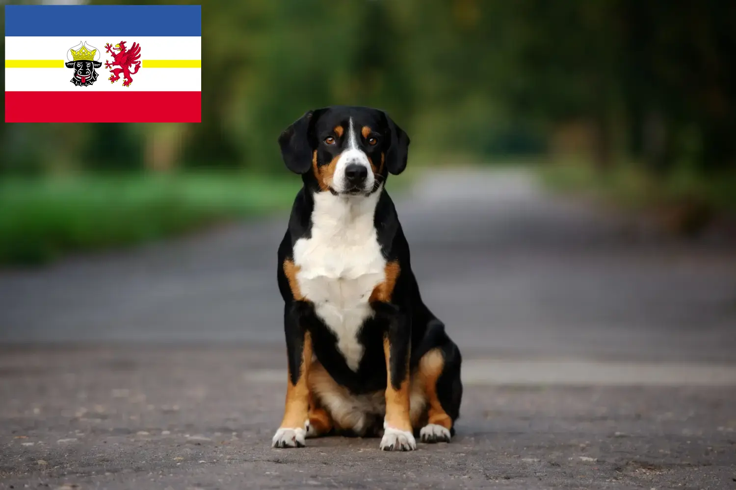 Entlebucher Sennenhond Puppies en Fokker Mecklenburg-Vorpommern Hier vind je Entlebucher Sennenhondenfokkers in Mecklenburg-Vorpommern.