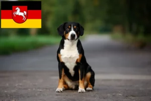 Lees meer over het artikel Entlebucher Sennenhondenfokker en Puppies in Nedersaksen