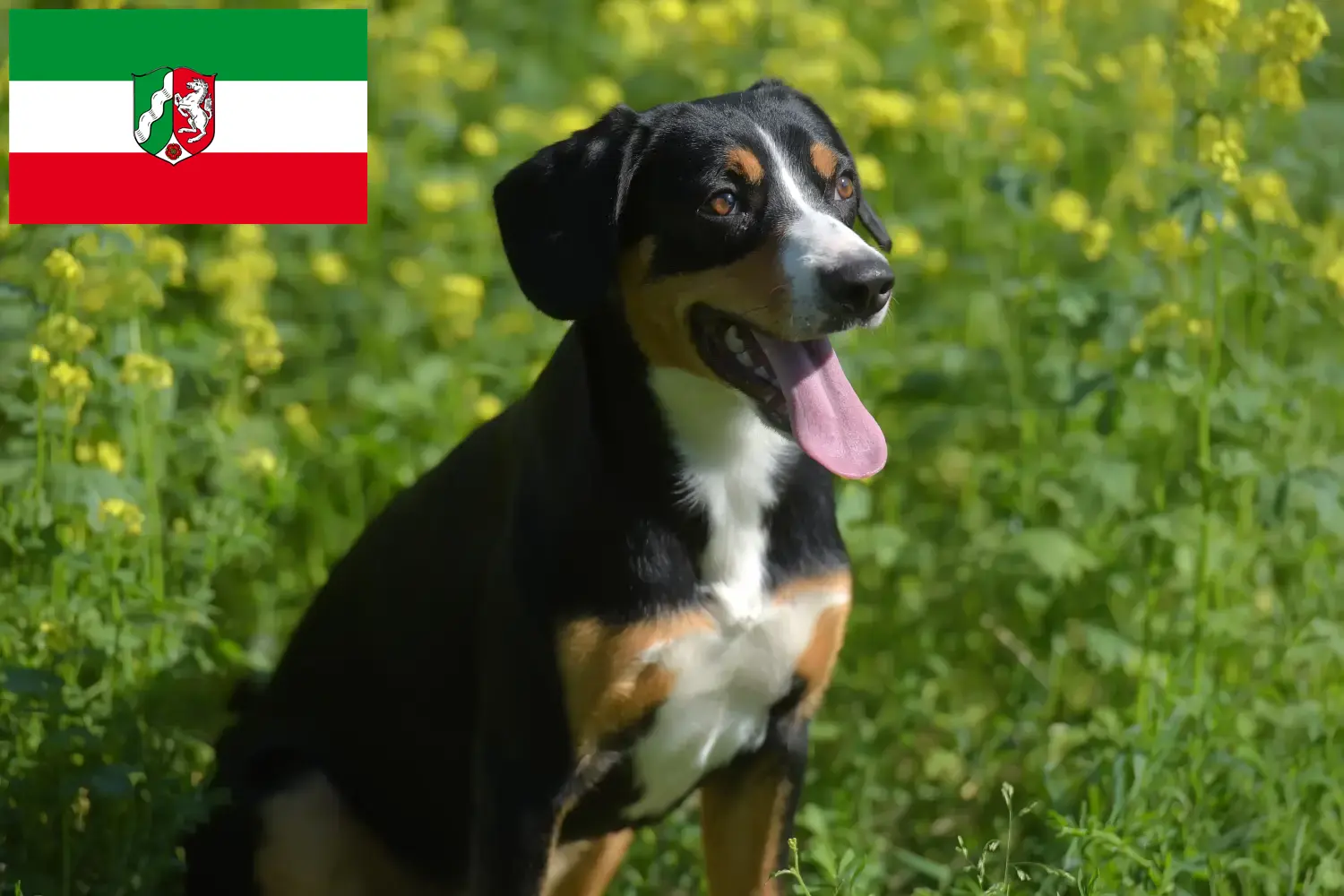 Entlebucher Sennenhond Puppies en Fokker Noordrijn-Westfalen Hier vind je Entlebucher Sennenhondenfokkers in Noordrijn-Westfalen.