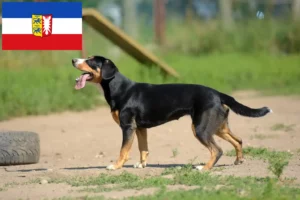 Lees meer over het artikel Entlebucher Sennenhondenfokker en Puppies in Sleeswijk-Holstein