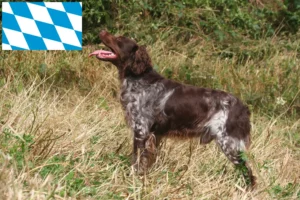 Lees meer over het artikel Epagneul Breton fokkers en pups in Beieren