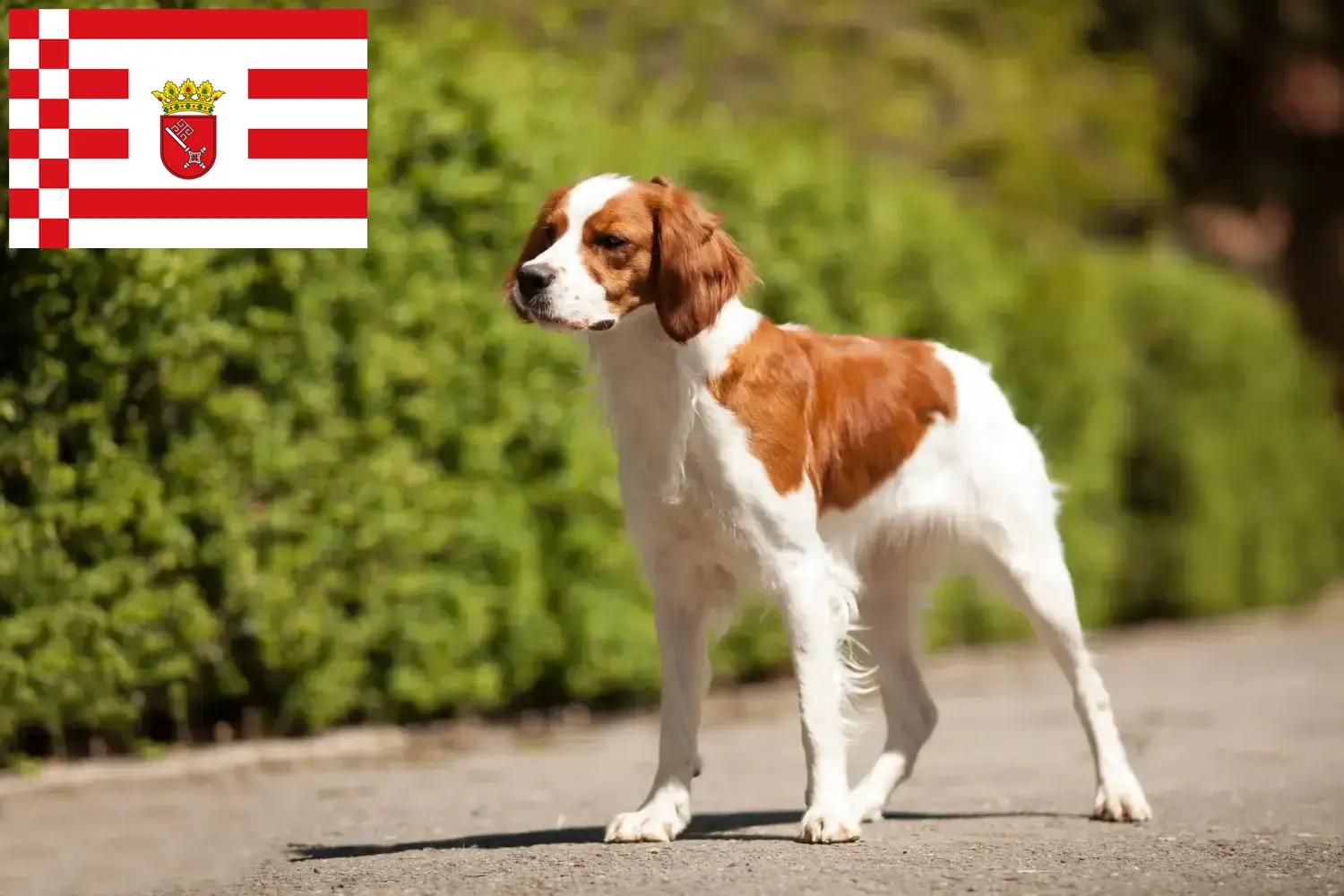 Lees meer over het artikel Epagneul Breton fokkers en pups in Bremen