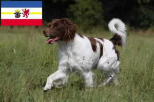 Lees meer over het artikel Epagneul Breton fokkers en pups in Mecklenburg-Vorpommern