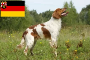 Lees meer over het artikel Epagneul Breton fokkers en pups in Rijnland-Palts