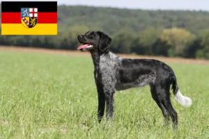 Lees meer over het artikel Epagneul Breton fokkers en pups in Saarland