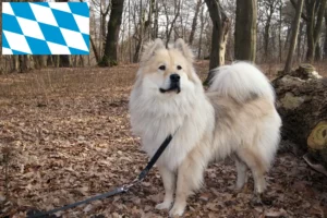Lees meer over het artikel Eurasier fokkers en pups in Beieren
