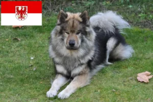Lees meer over het artikel Eurasier fokkers en pups in Brandenburg
