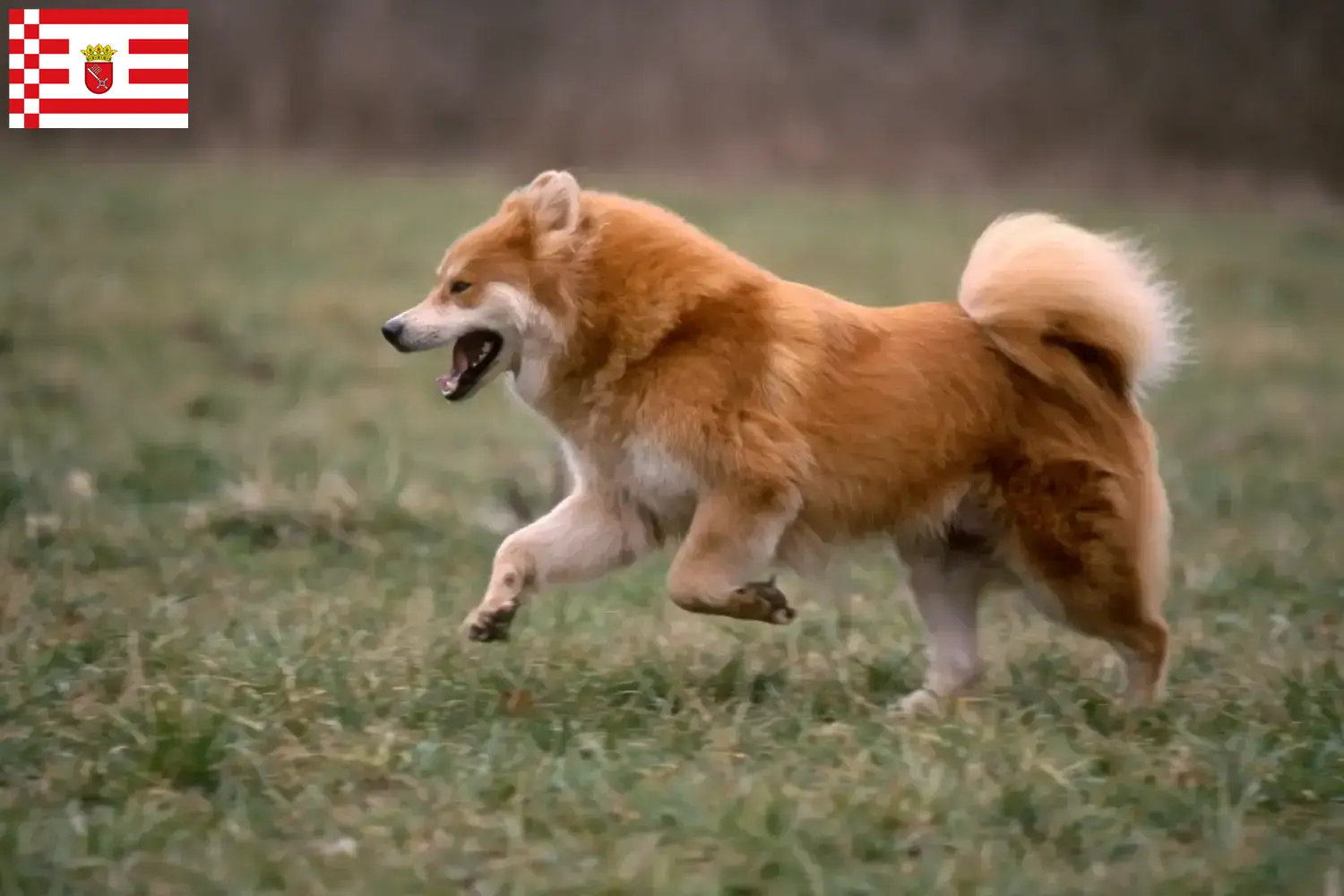 Eurasier puppy's en fokkers Bremen Vind hier Eurasier fokkers in Bremen.